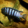 Malawi